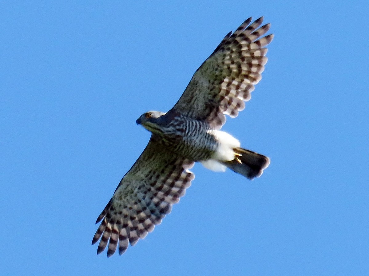 Crested Goshawk - 竹雞 劉