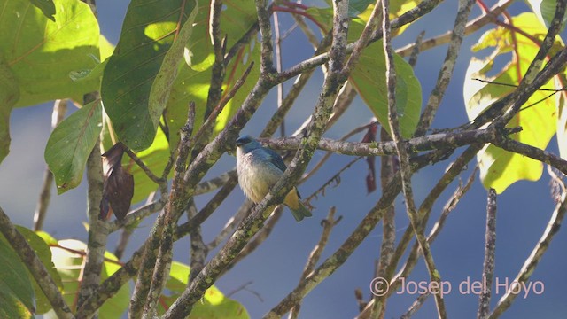 Golden-naped Tanager (Rusty-naped) - ML609129348