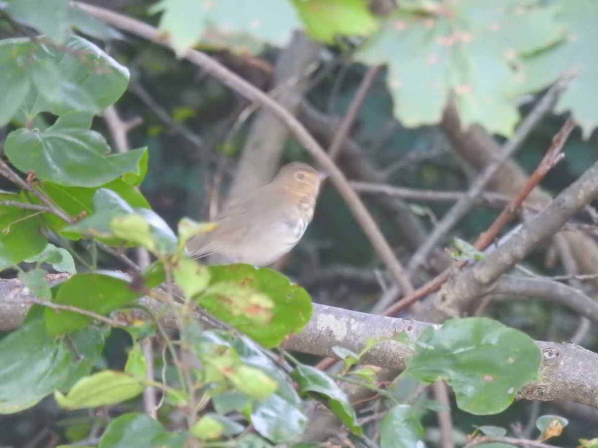 Swainson's Thrush - ML609129363