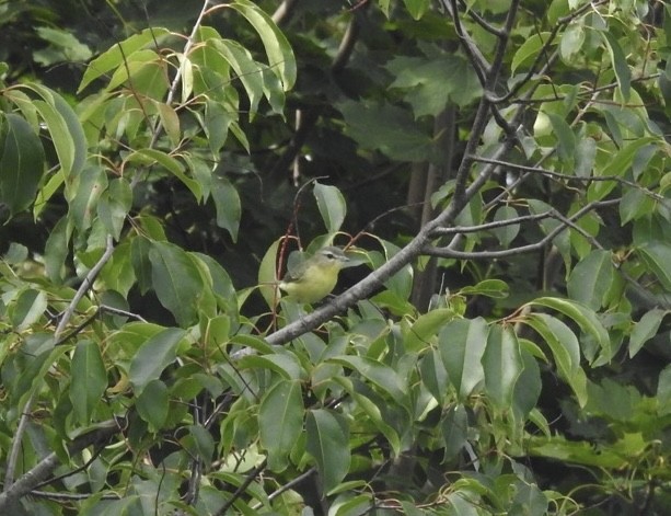 Vireo de Filadelfia - ML609129390