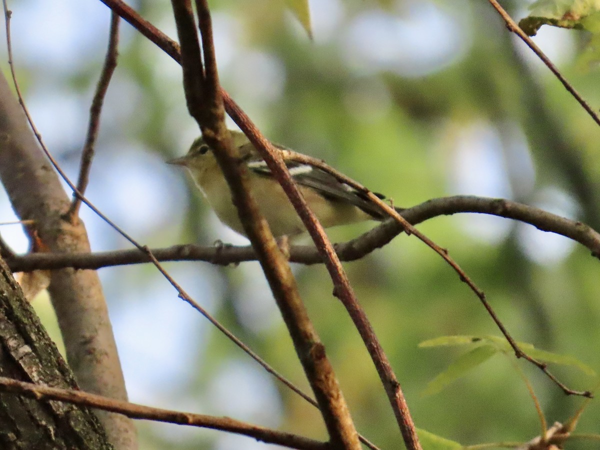 Bay-breasted Warbler - ML609129392