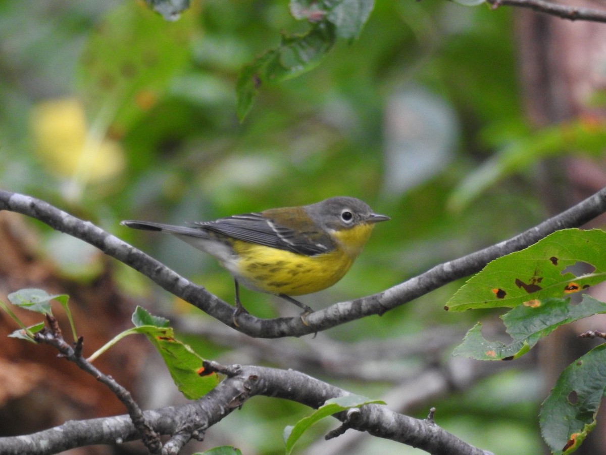 Magnolia Warbler - ML609129393