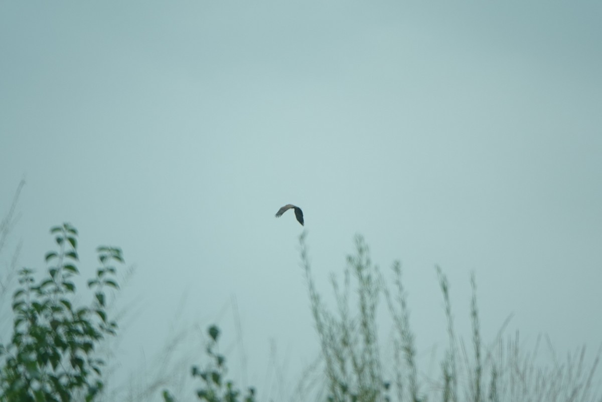 White-tailed Eagle - ML609129406