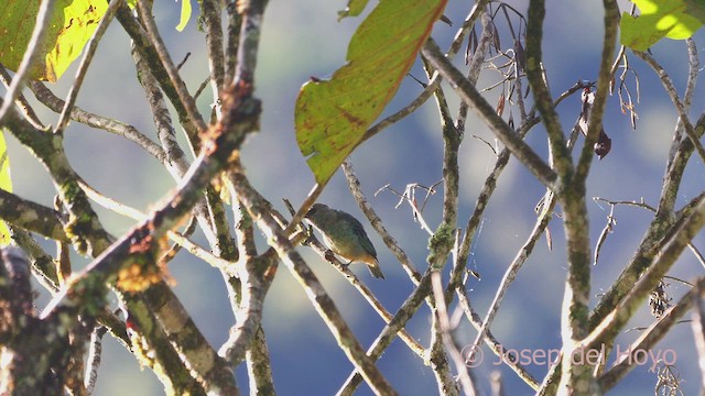 Golden-naped Tanager (Rusty-naped) - ML609129496