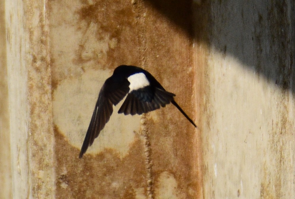 Nepal House-Martin - ML609129511