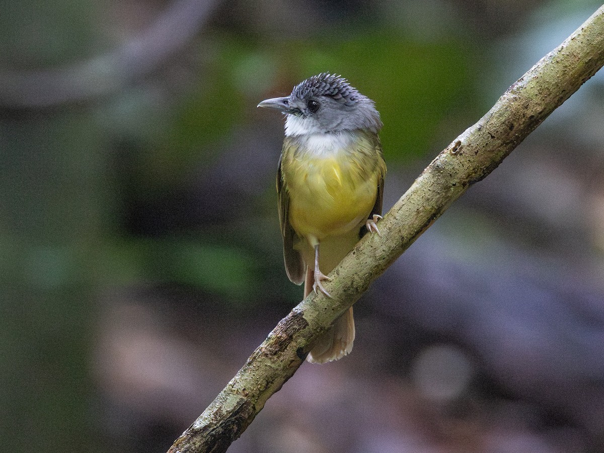 Yellow-bellied Bulbul - ML609129528