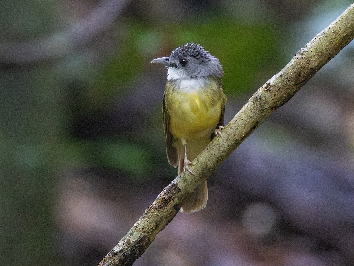 Bulbul Capirotado - ML609129528