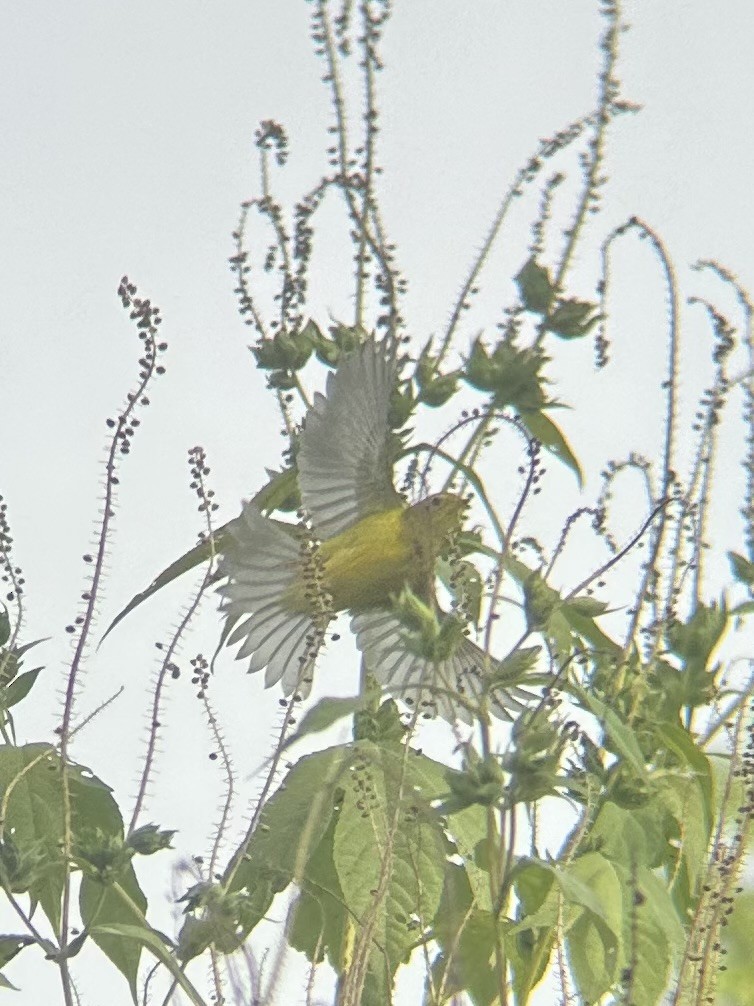 Wilson's Warbler - ML609129554