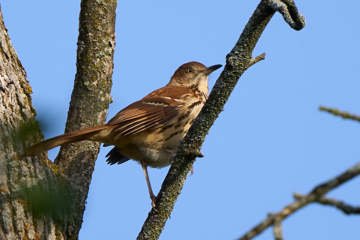 Brown Thrasher - ML609129571