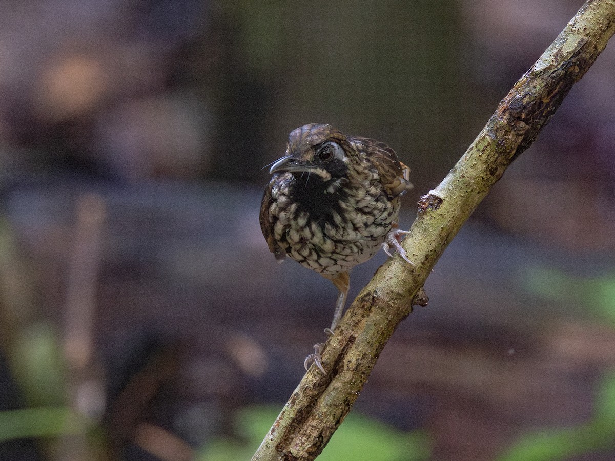 Black-throated Wren-Babbler - ML609129603