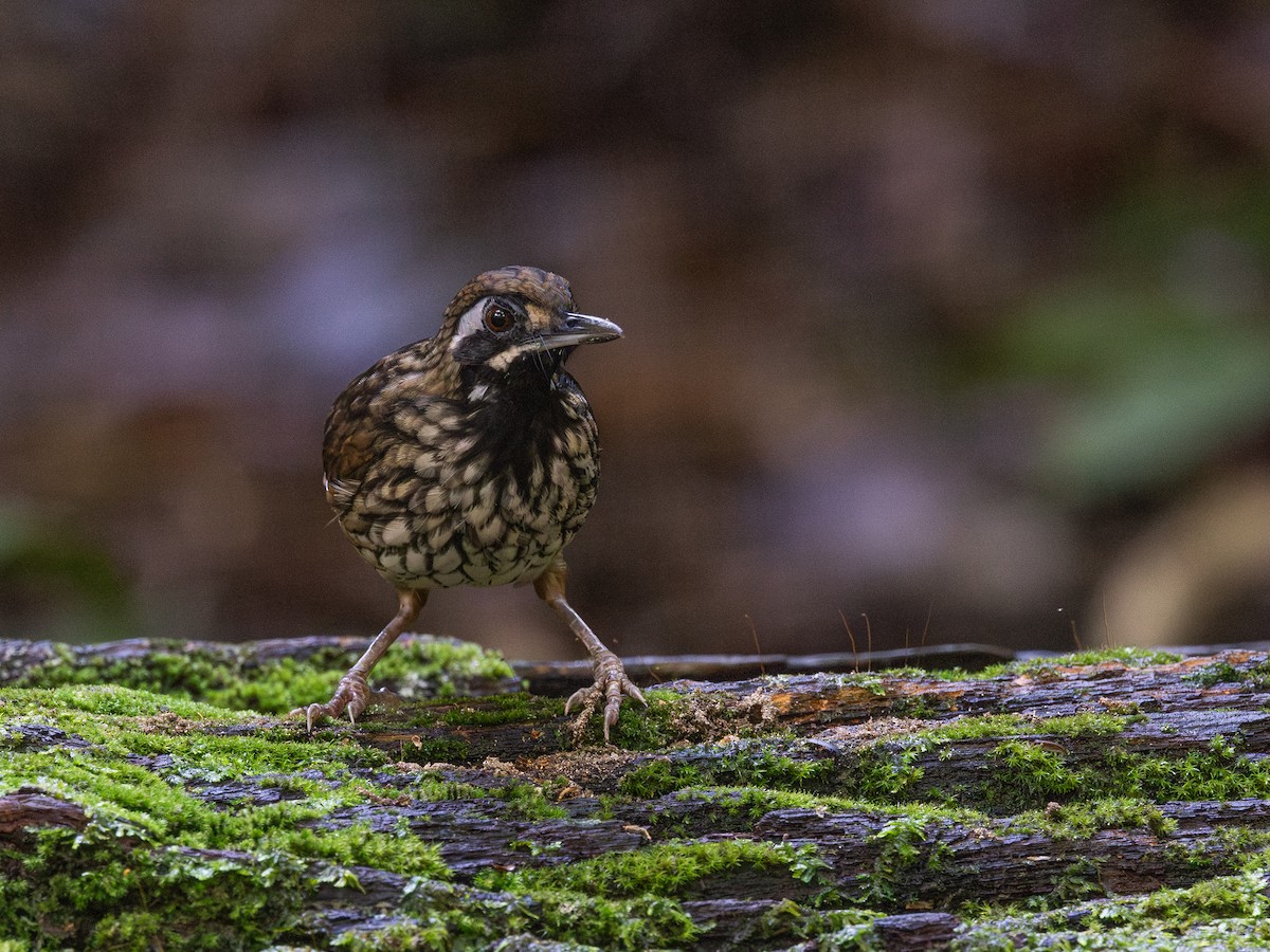 Black-throated Wren-Babbler - ML609129604