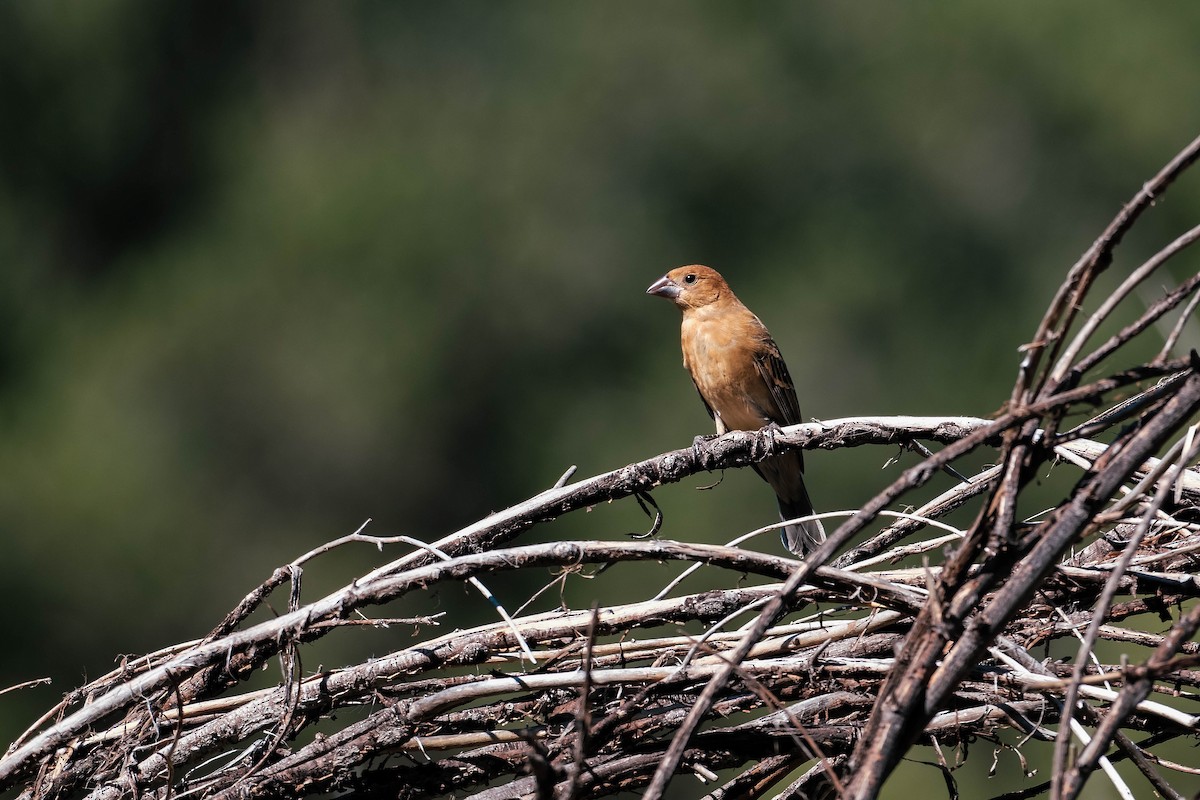Blue Grosbeak - ML609129605