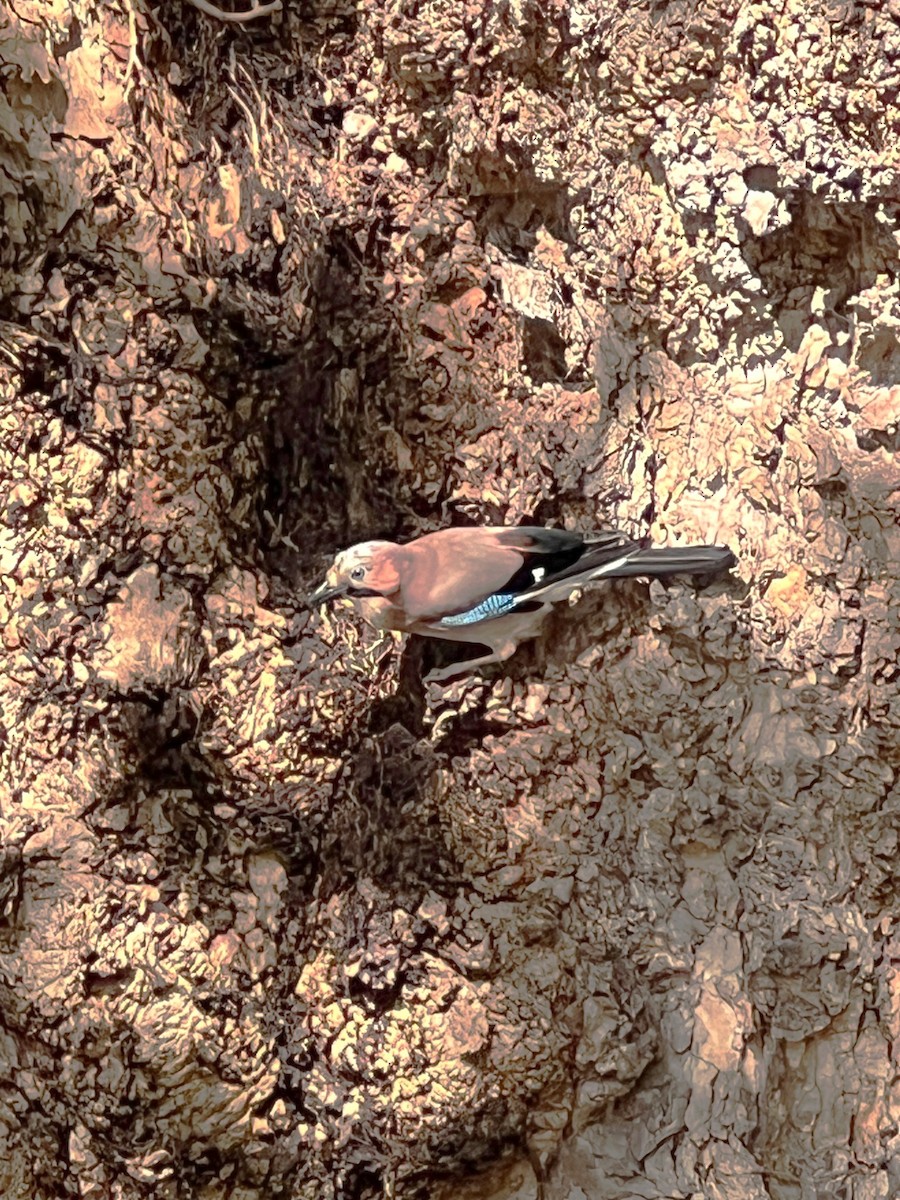 Eurasian Jay - ML609129702