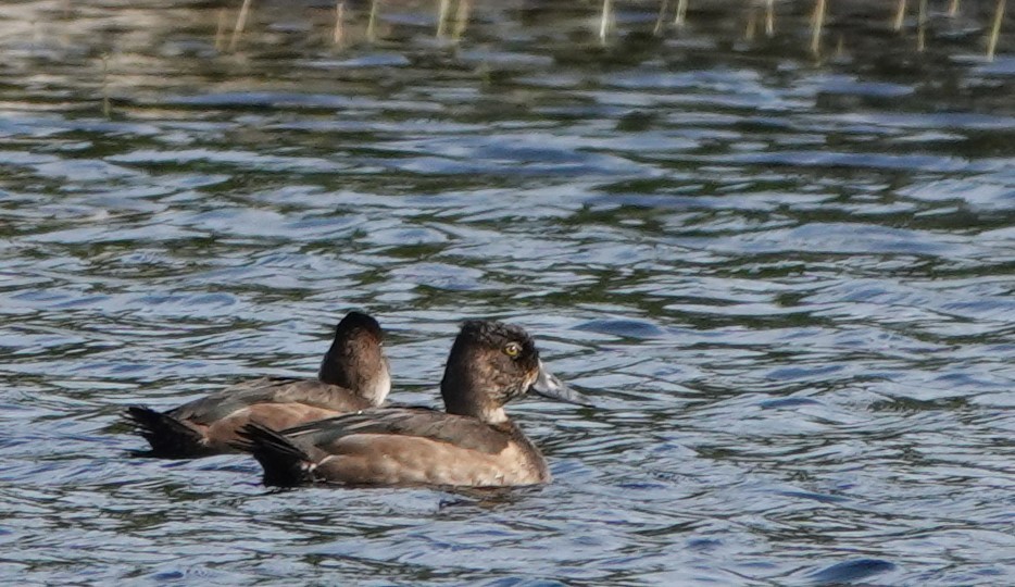 Ring-necked Duck - Laurent Jackman