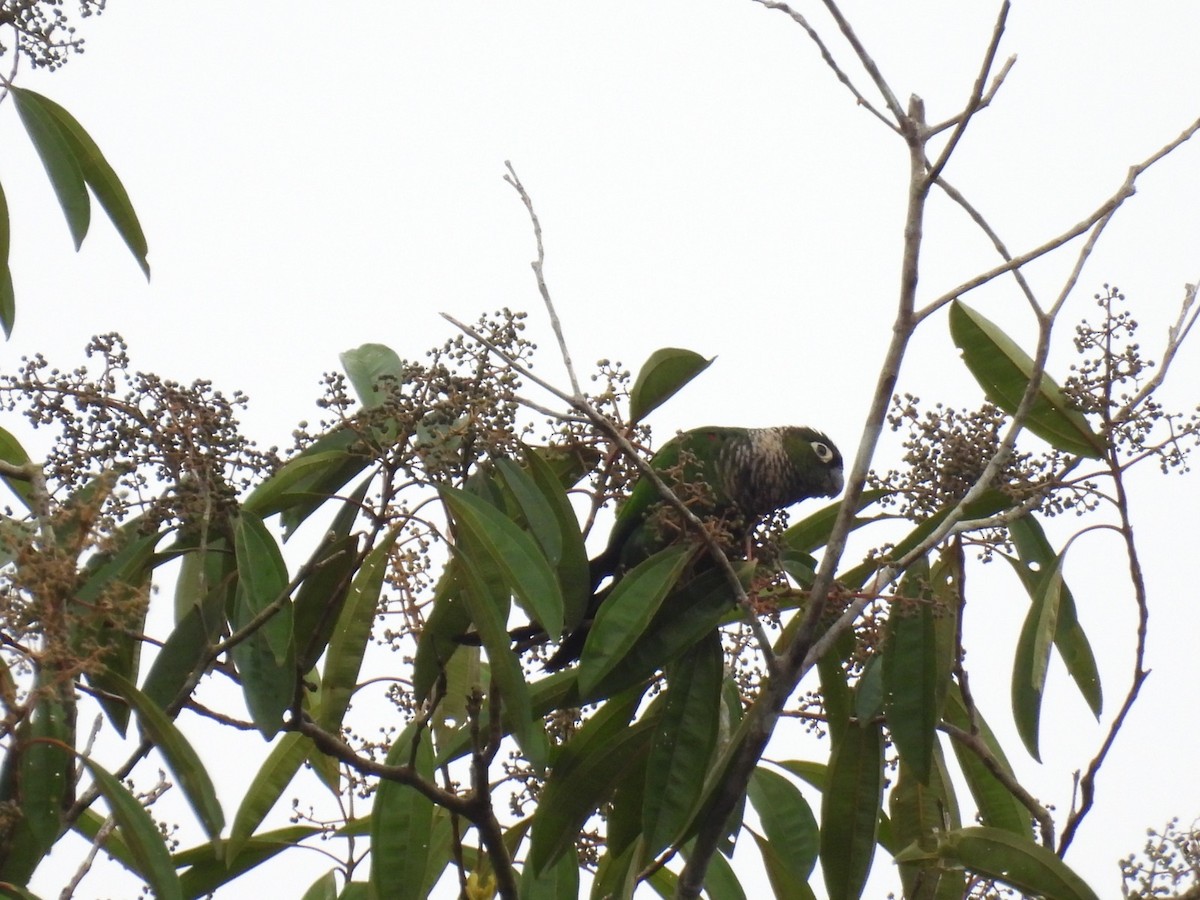 Maroon-tailed Parakeet - ML609129733