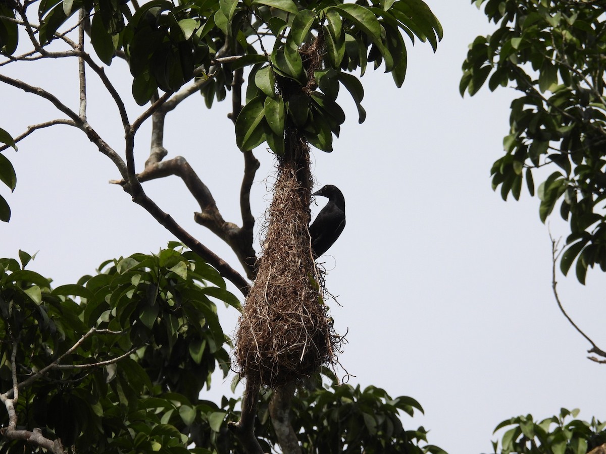 Giant Cowbird - ML609129752