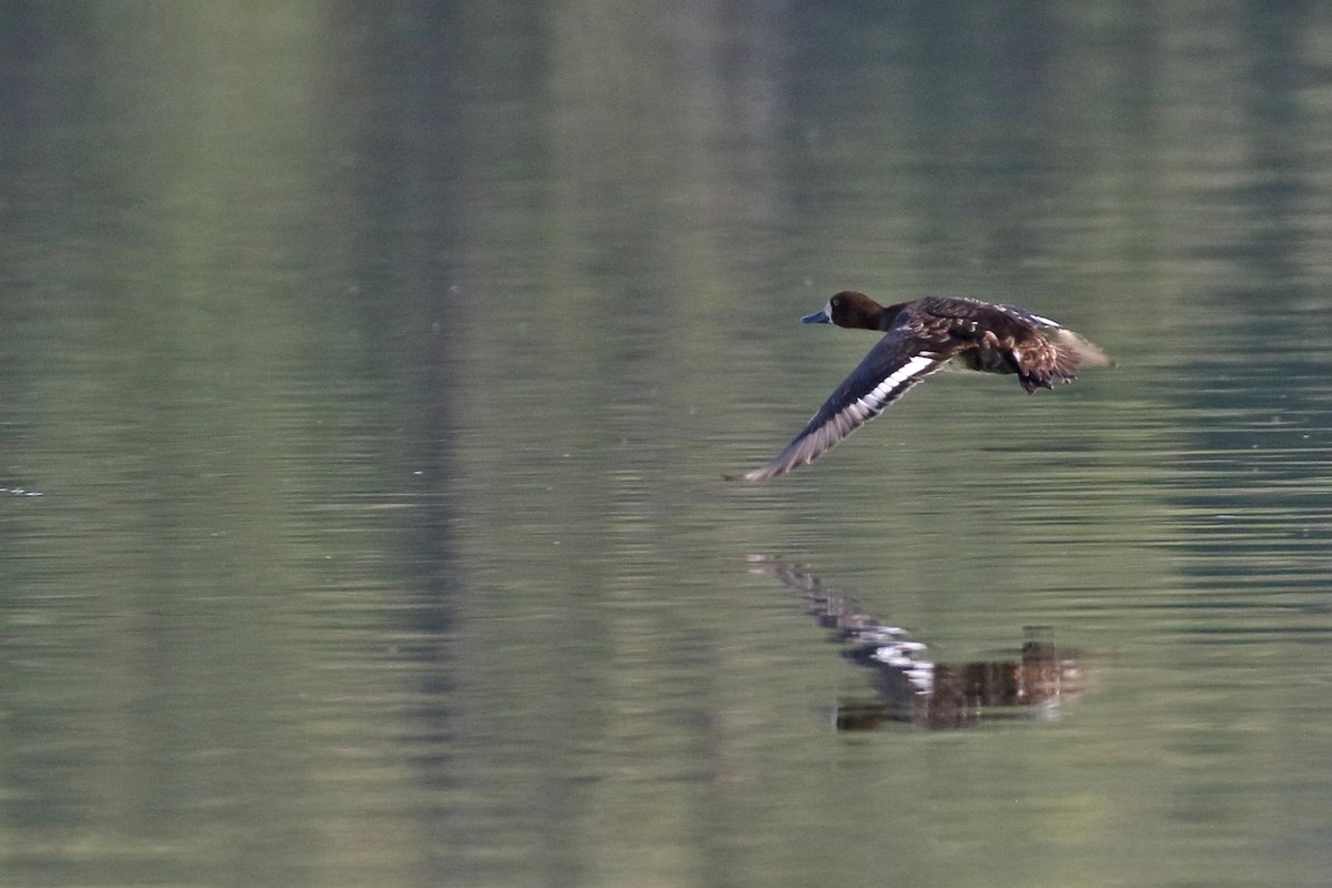 Lesser Scaup - ML609129757