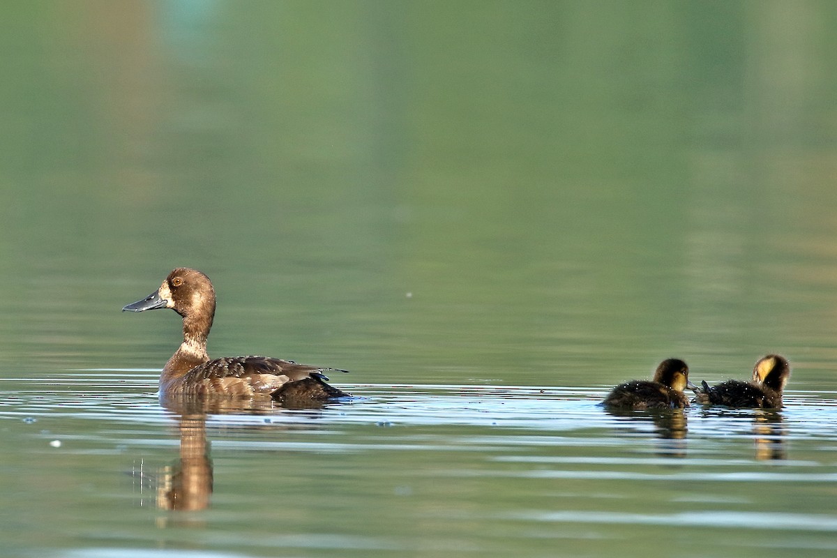 Lesser Scaup - ML609129759