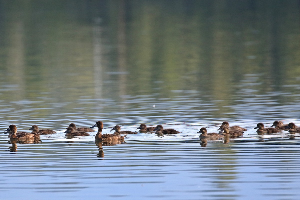 Lesser Scaup - ML609129761