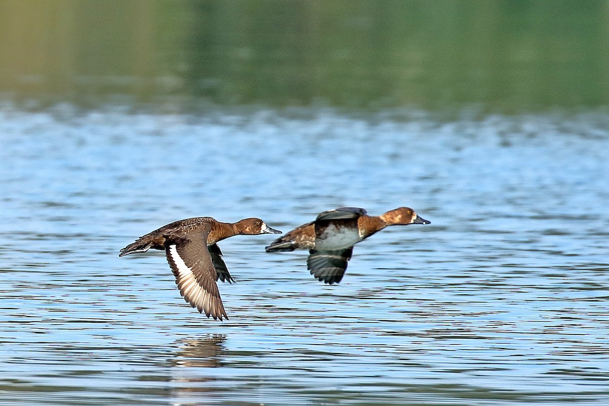 Greater Scaup - ML609129770