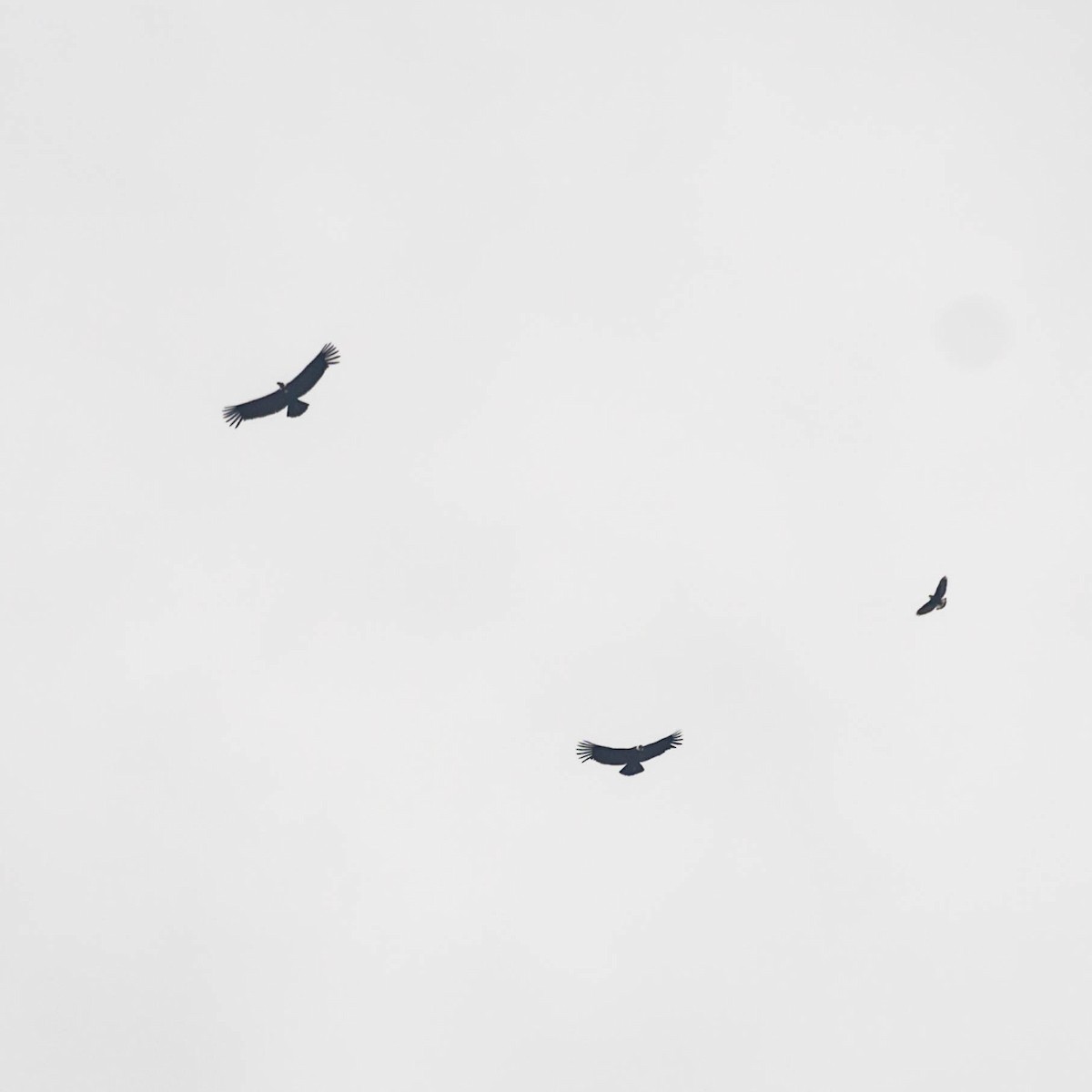 Andean Condor - ML609129822