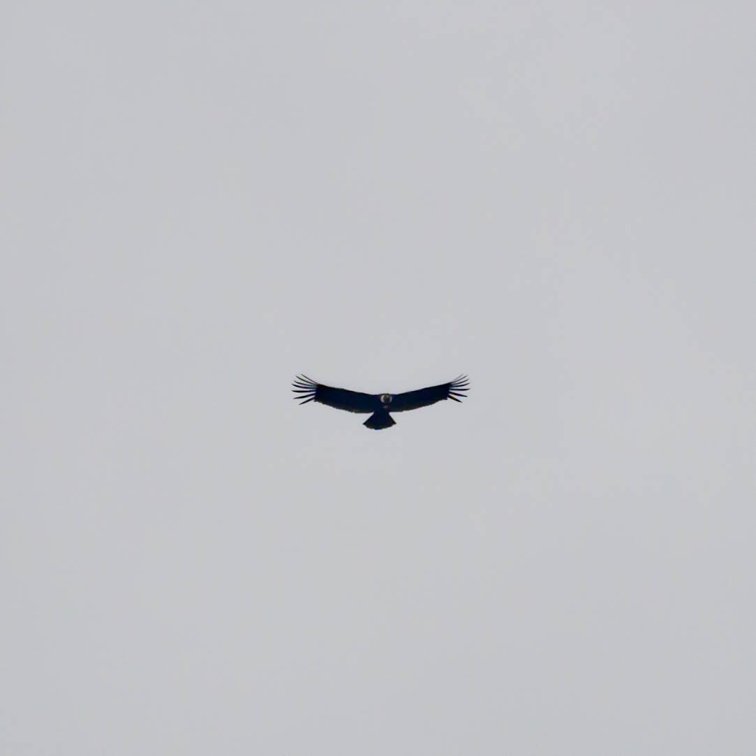 Andean Condor - ML609129823