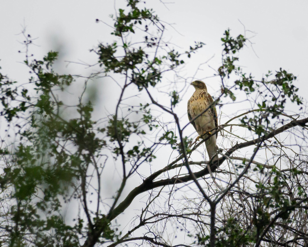 Harris's Hawk - ML609129824