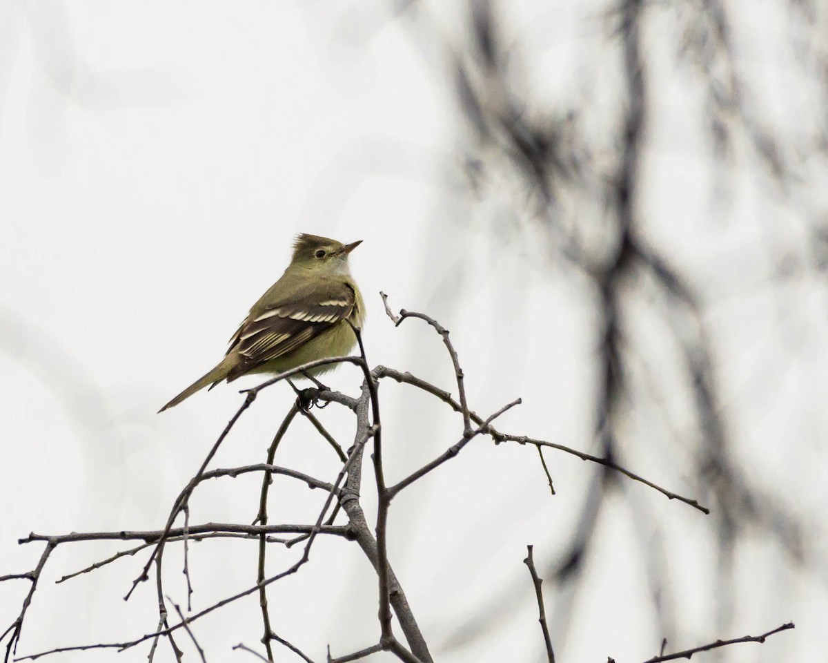 White-crested Elaenia - ML609129833