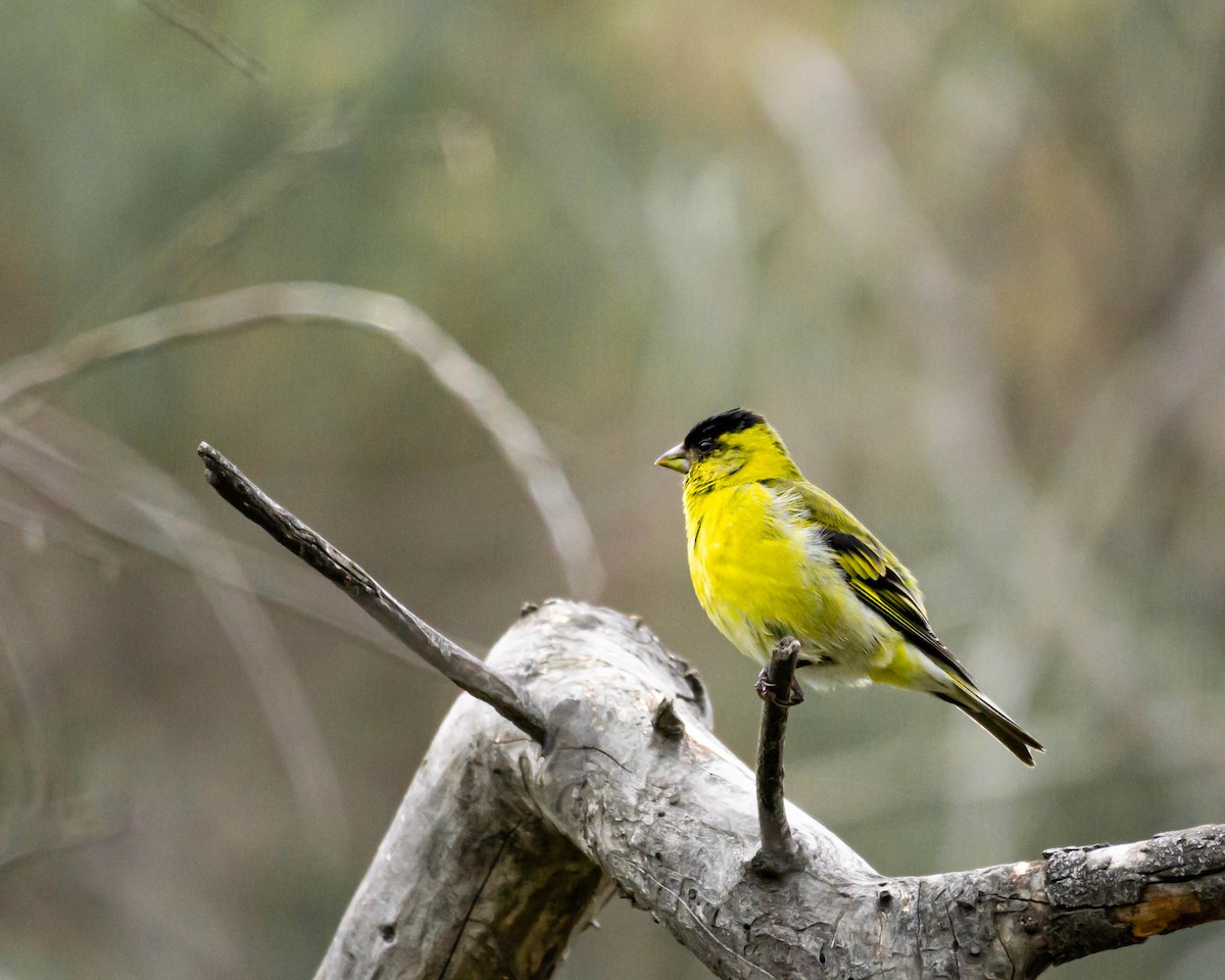 Black-chinned Siskin - ML609129834