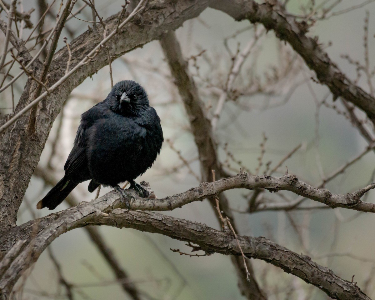 Austral Blackbird - ML609129845