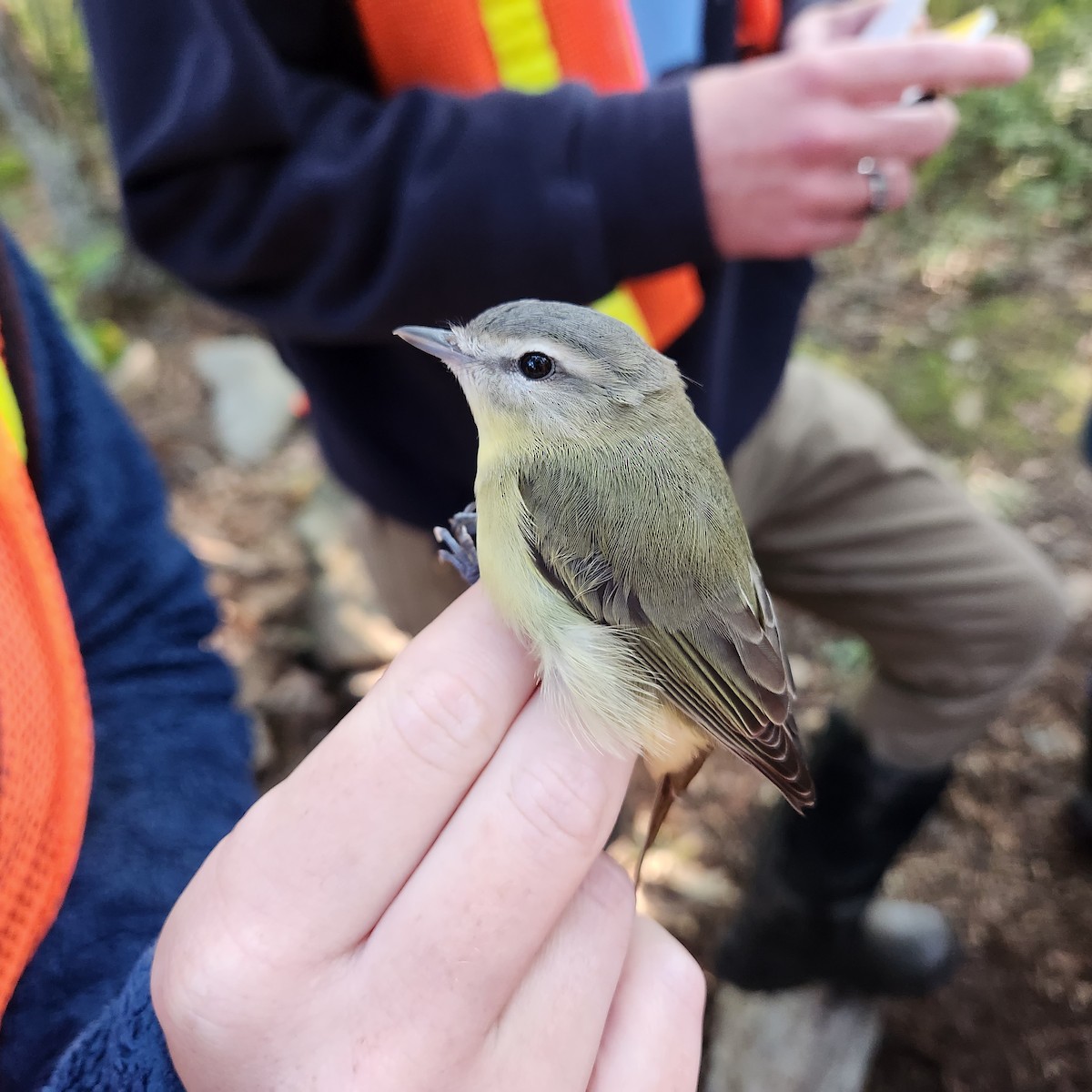 Philadelphia Vireo - ML609129847