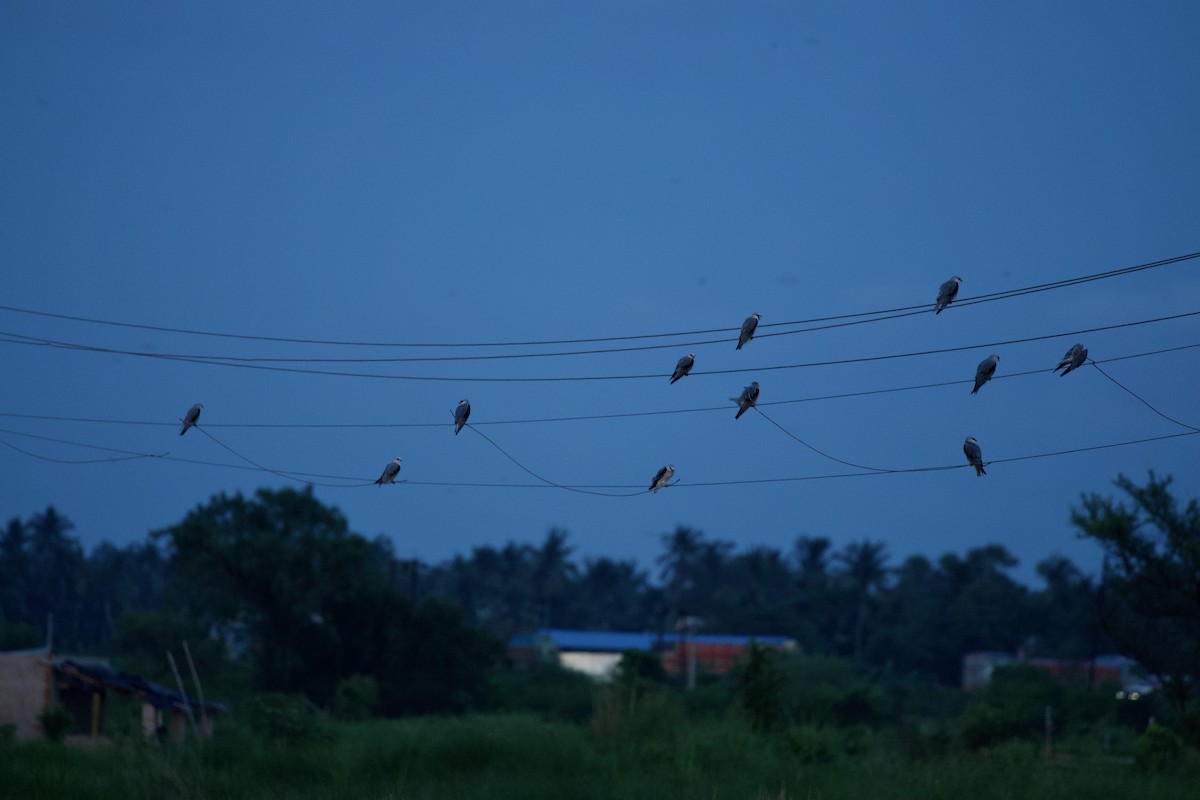 Black-winged Kite - Sourav Mandal