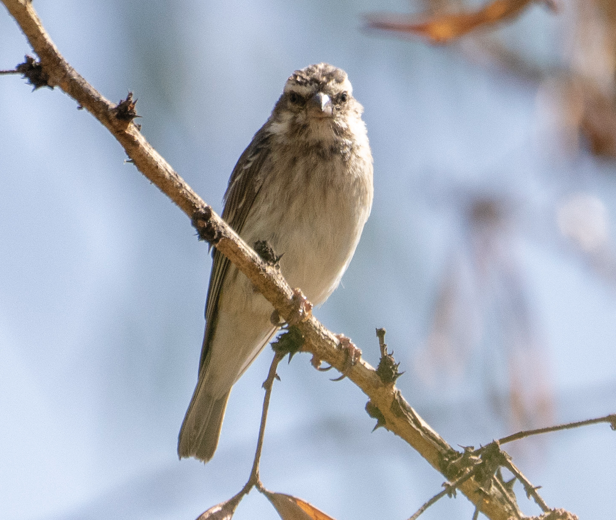 Reichenow's Seedeater - Juan van den Heever