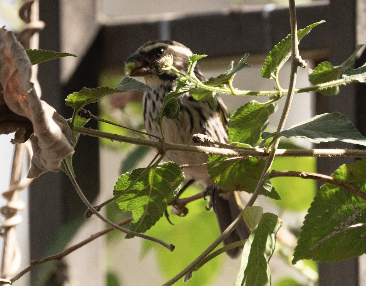 Streaky Seedeater - Juan van den Heever