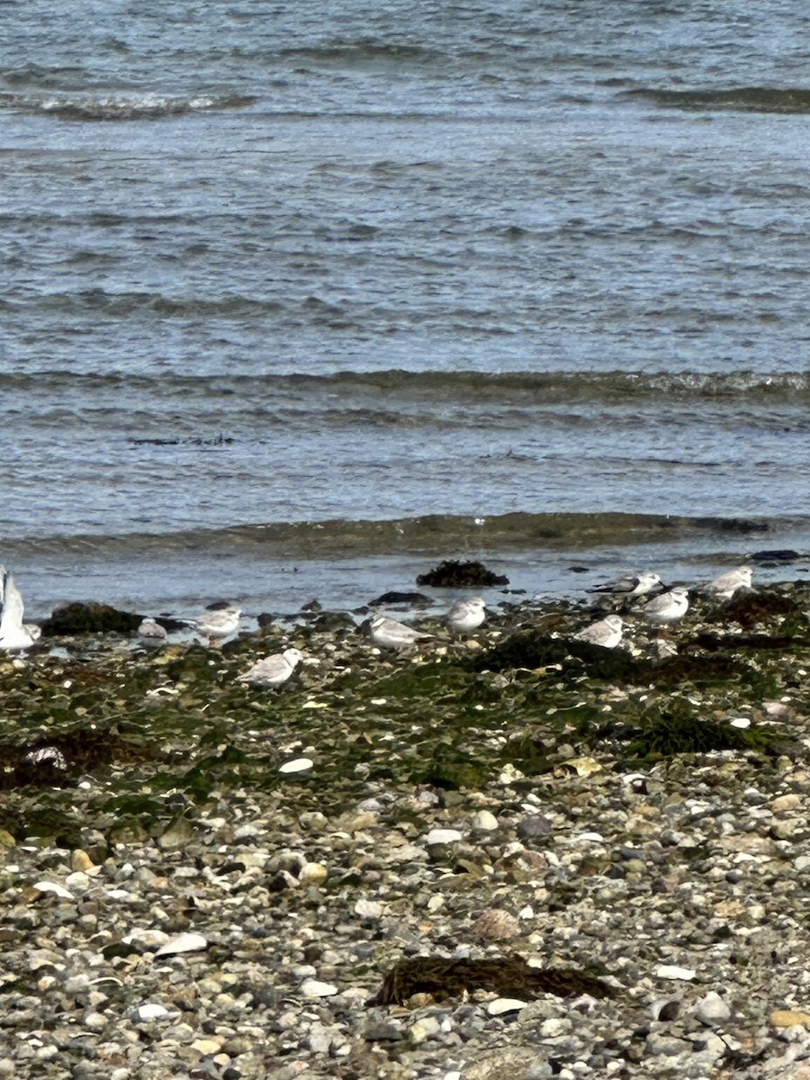 Piping Plover - ML609130112