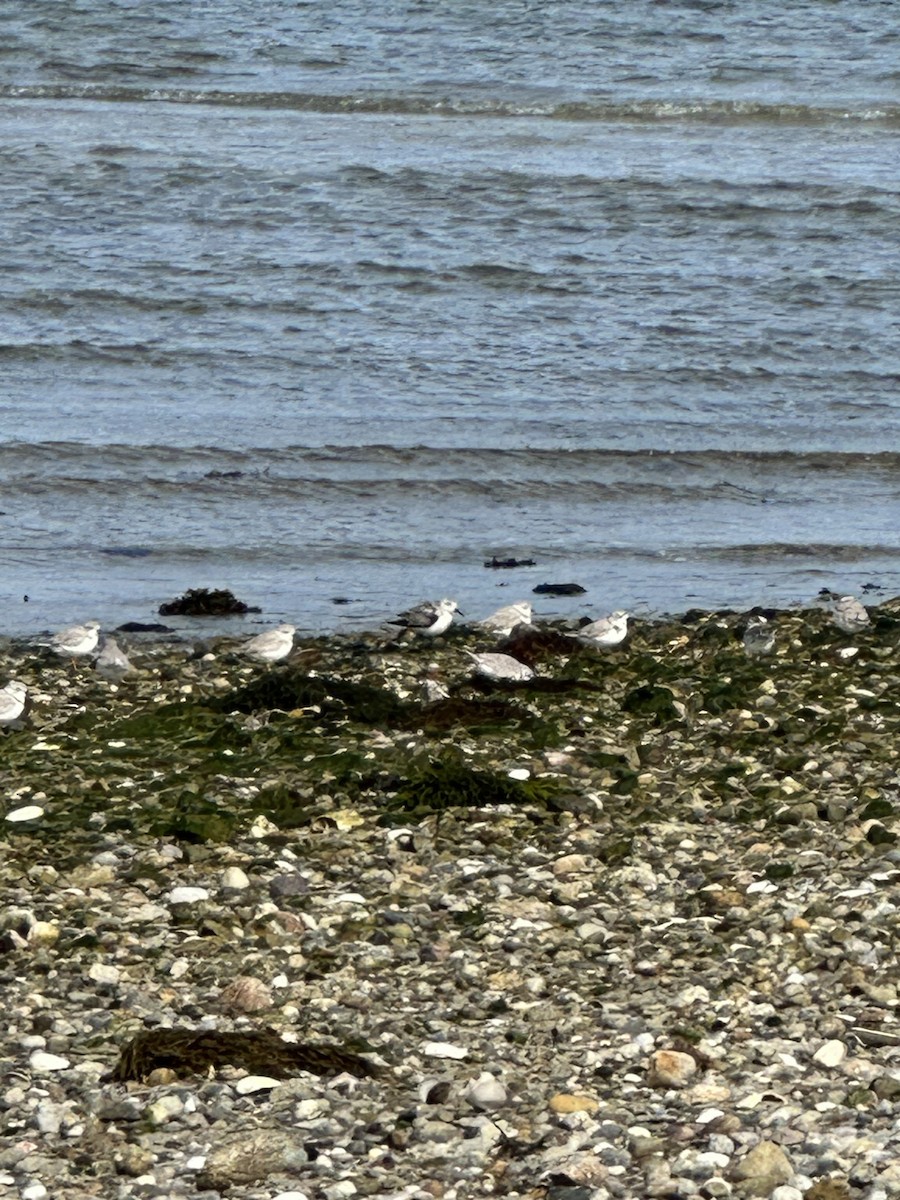 Piping Plover - ML609130113