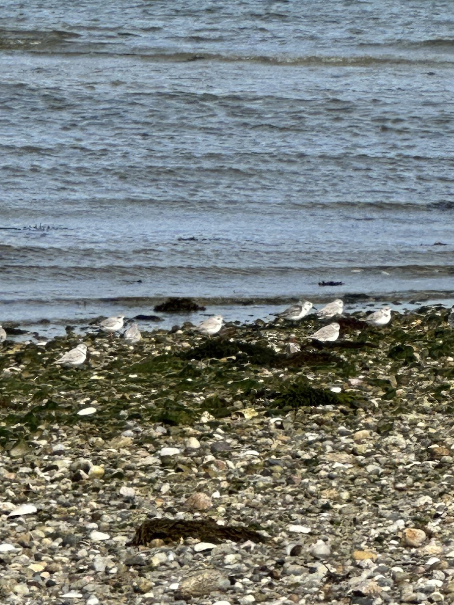 Piping Plover - ML609130114