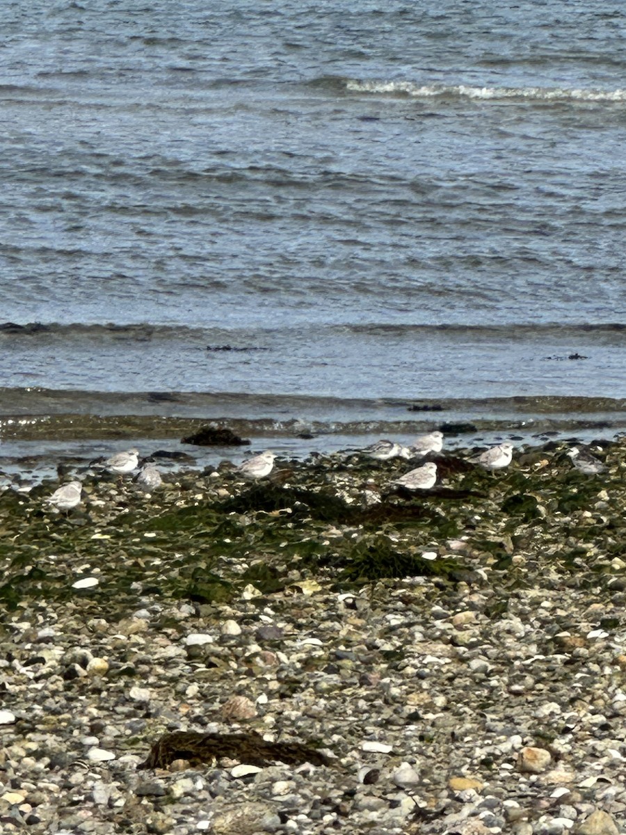 Piping Plover - ML609130115