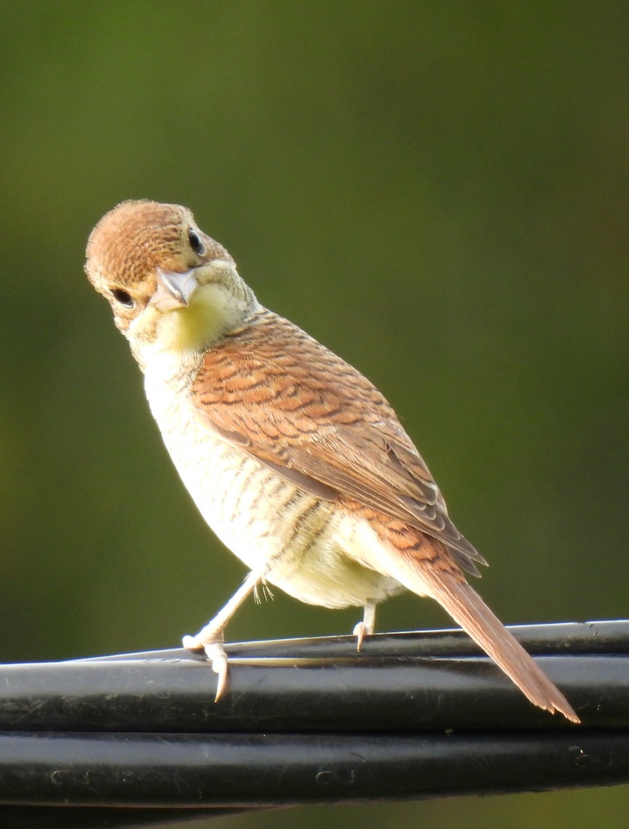 Tiger Shrike - John Howes