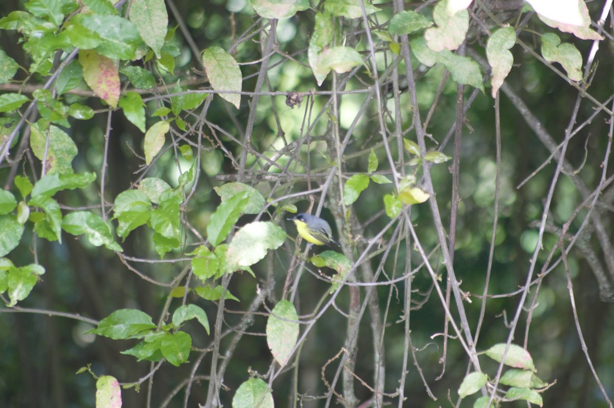 Common Tody-Flycatcher - ML609130266