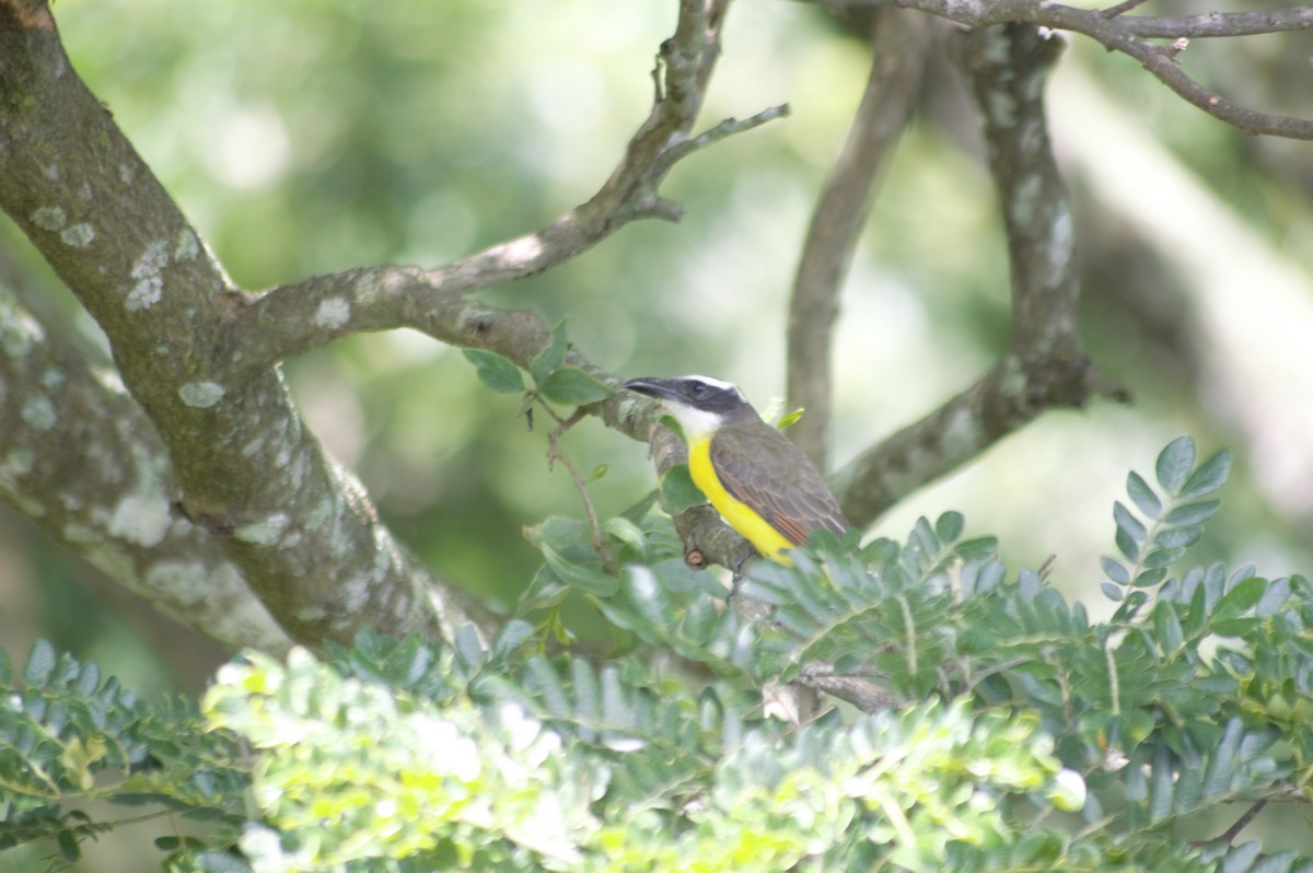 Boat-billed Flycatcher - ML609130286