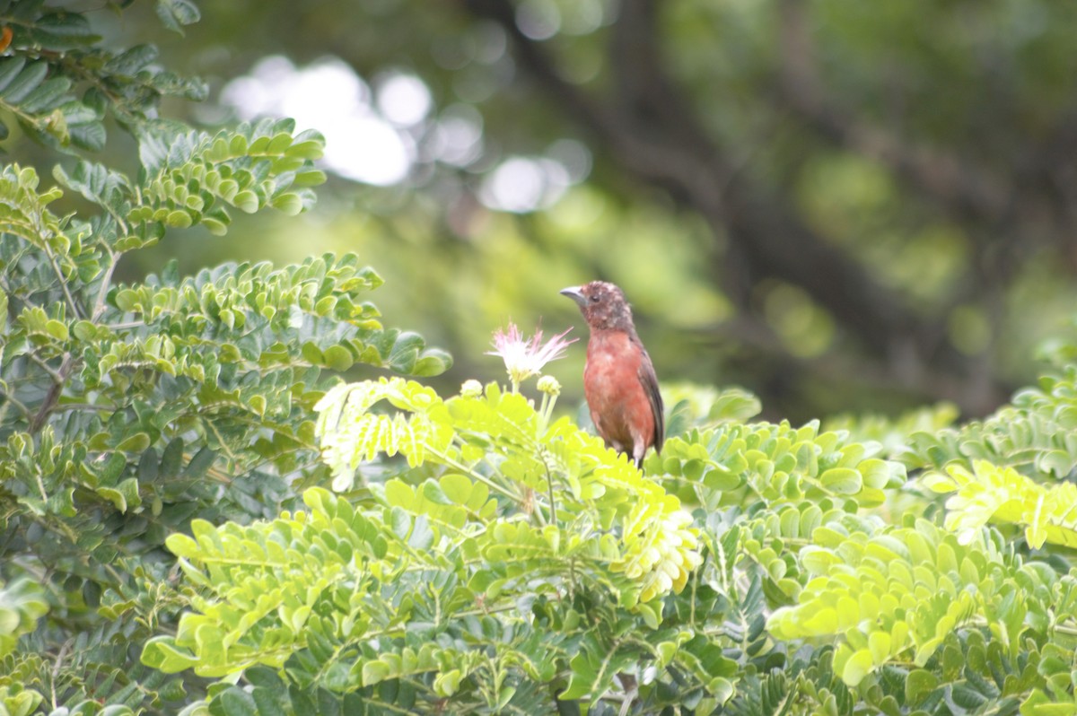 Silver-beaked Tanager - ML609130287