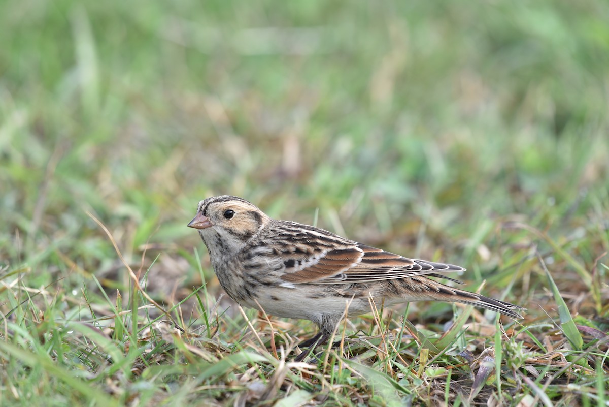 Lapland Longspur - ML609130303