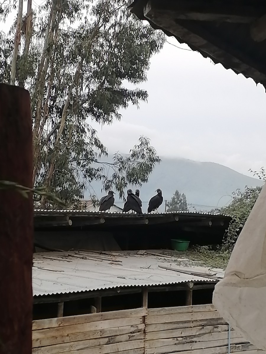 Black Vulture - ML609130354