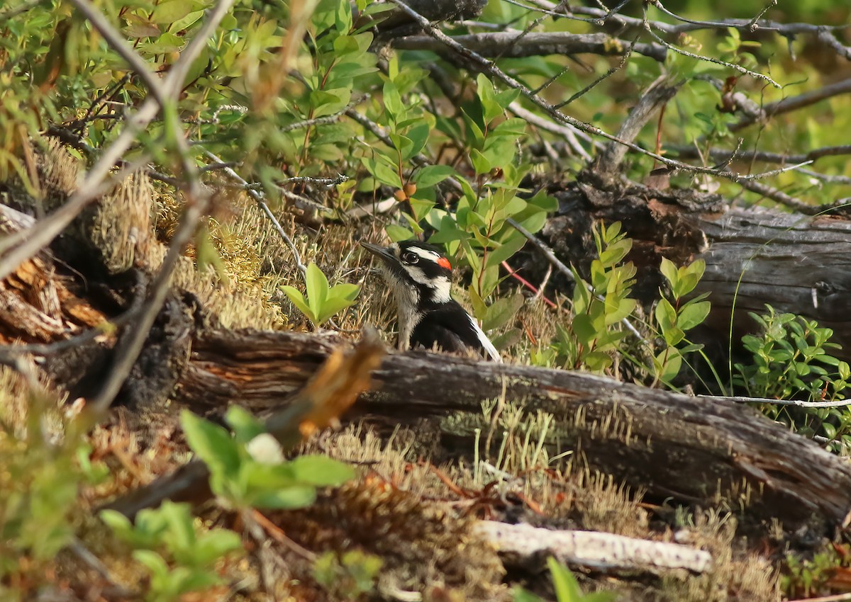 Downy Woodpecker - ML609130489