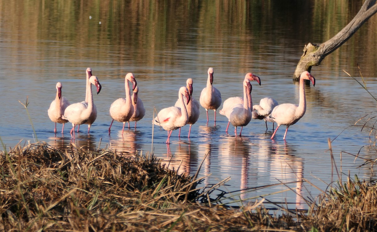 Lesser Flamingo - ML609130727