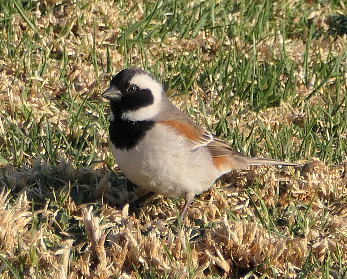 Cape Sparrow - ML609130739