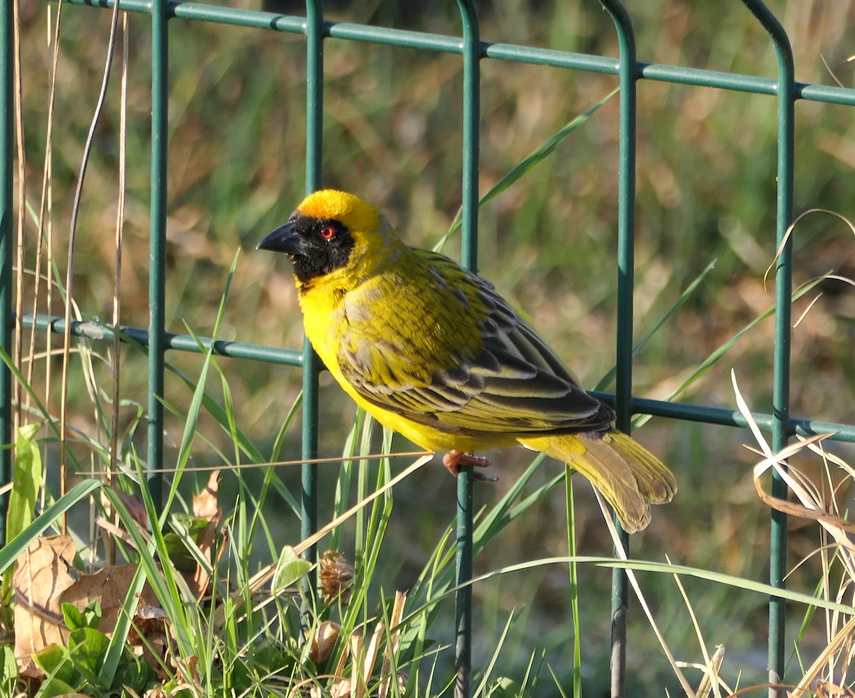 Southern Masked-Weaver - ML609130740