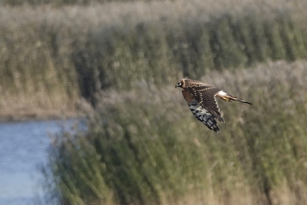 Pallid Harrier - Sami Tuomela