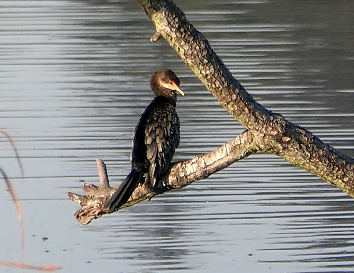 Long-tailed Cormorant - ML609130757